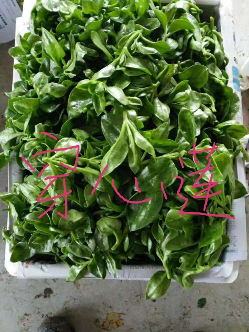 穿心莲叶