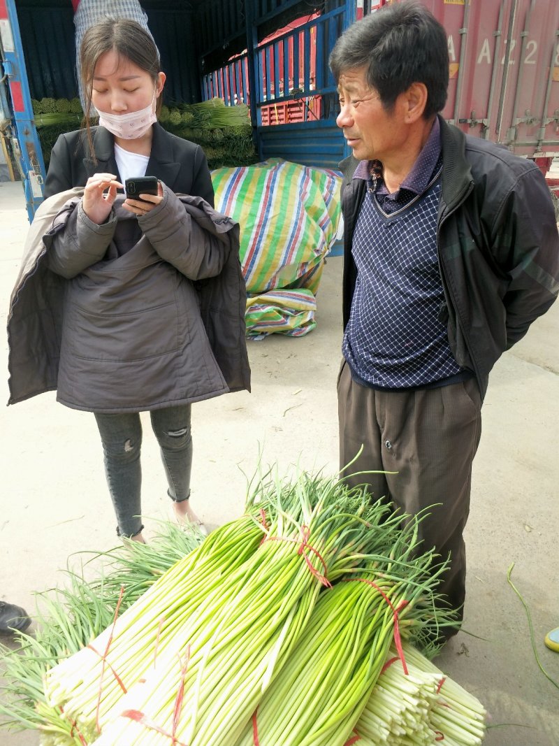 精品红帽蒜薹，白帽蒜大量上市质量保证60~70cm，