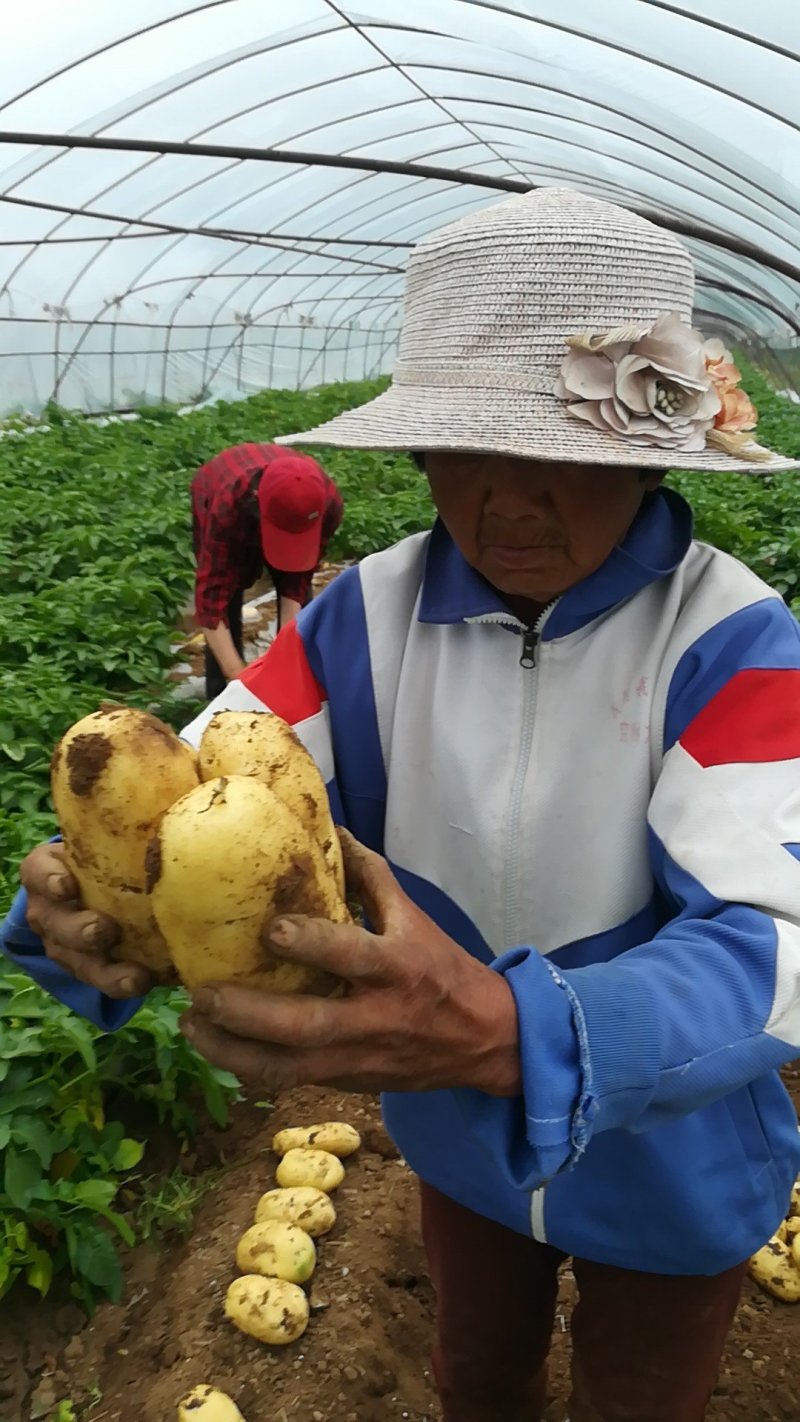 荷兰十五
