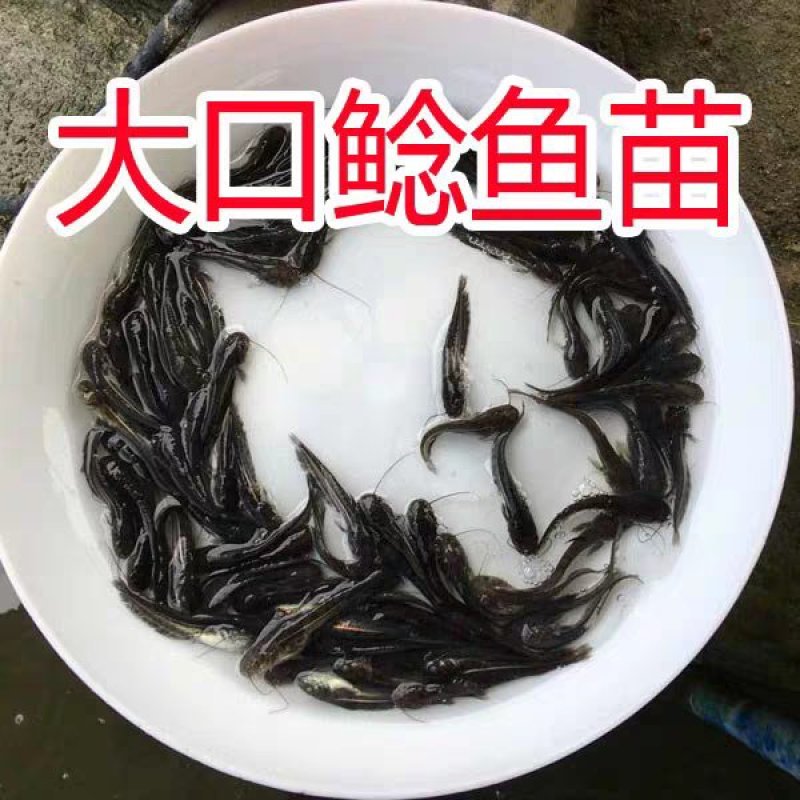 三角塘鲺鱼鲶鱼苗本地塘鲺鱼苗批发市场