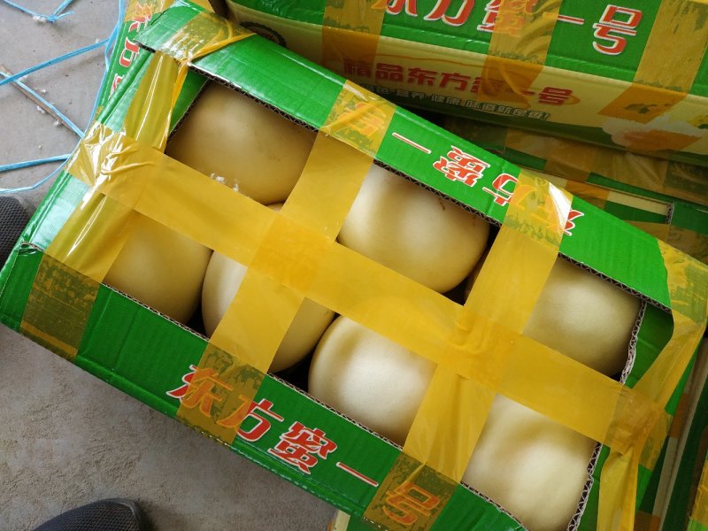 甜瓜