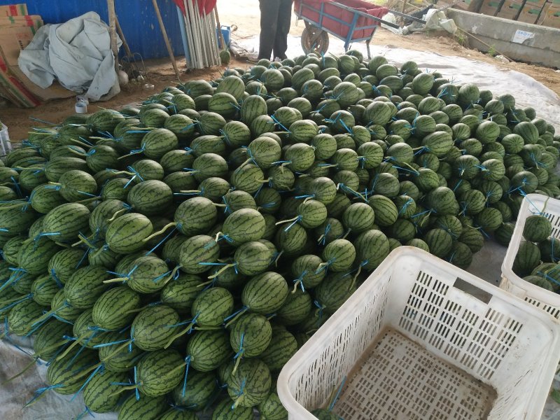 精品吊瓜口感脆甜产地直发品质保证欢迎