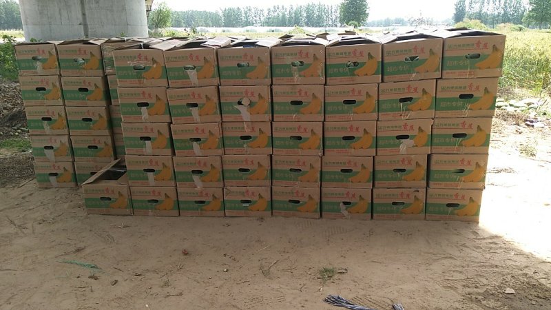 精品吊瓜口感脆甜产地直发品质保证欢迎