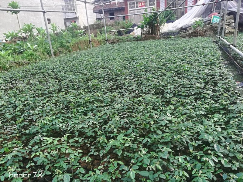 山豆根优质苗无病害成活率百分之九十九