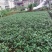 山豆根优质苗无病害成活率百分之九十九