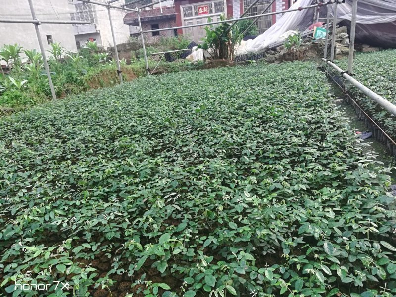 山豆根优质苗无病害成活率百分之九十九