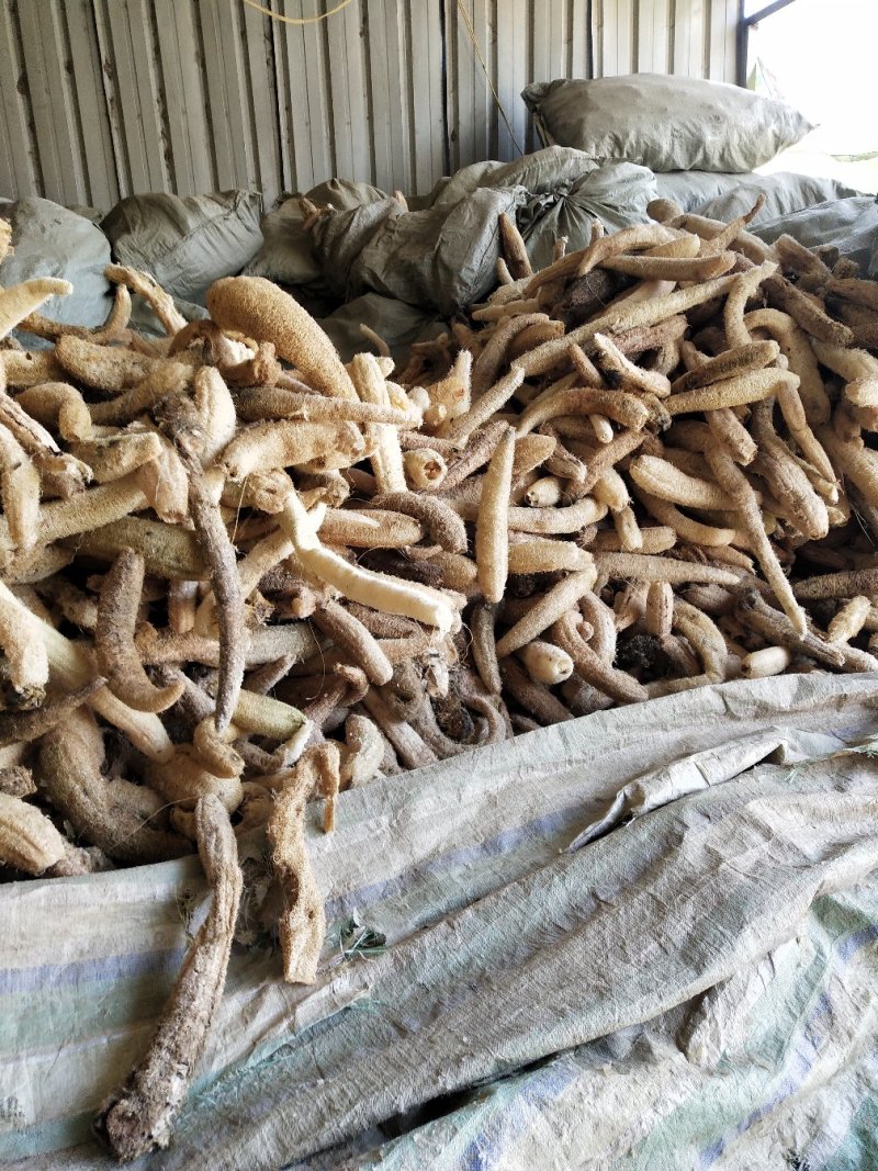 丝瓜络，新货，货干，无霉，无黑，籽少