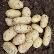 荷兰十五土豆大量有货