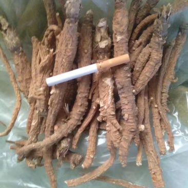 带皮沙参