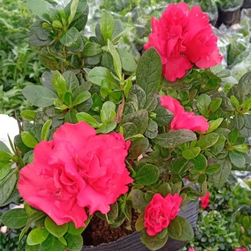 盆景杜鹃花