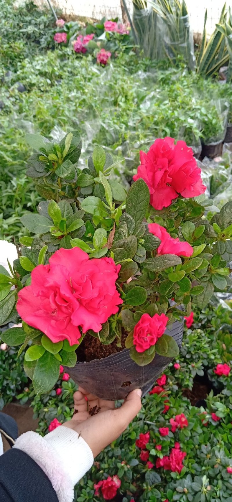 盆景杜鹃花