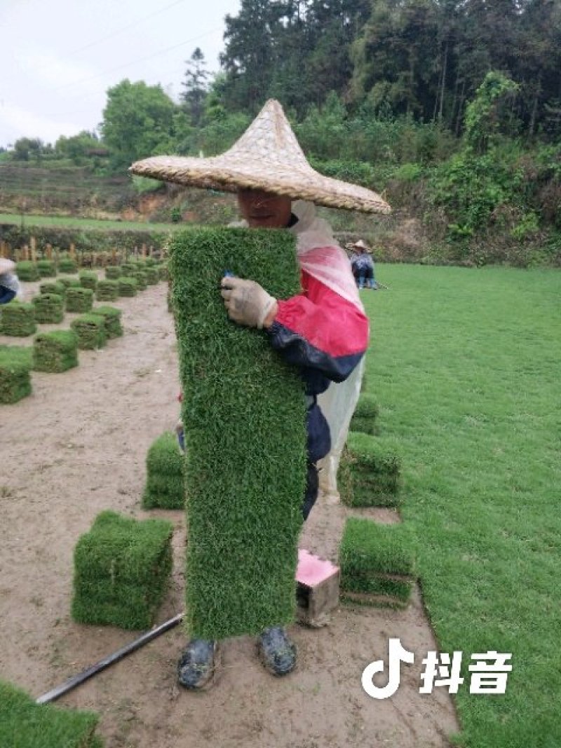 我，郴州市苏仙区清江花卉苗木草皮种植专业合作社大量出售各