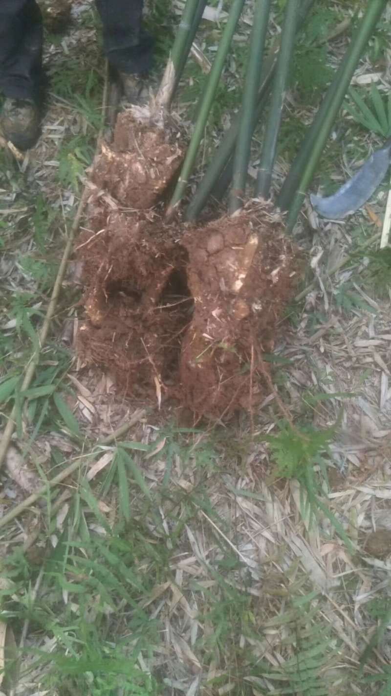 我，郴州市苏仙区清江花卉苗木草皮种植专业合作社大量出售各