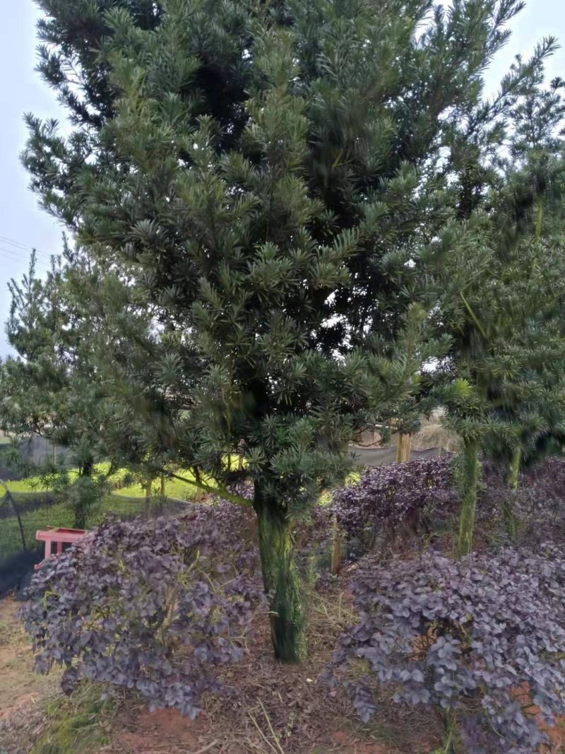我，郴州市苏仙区清江花卉苗木草皮种植专业合作社大量出售各