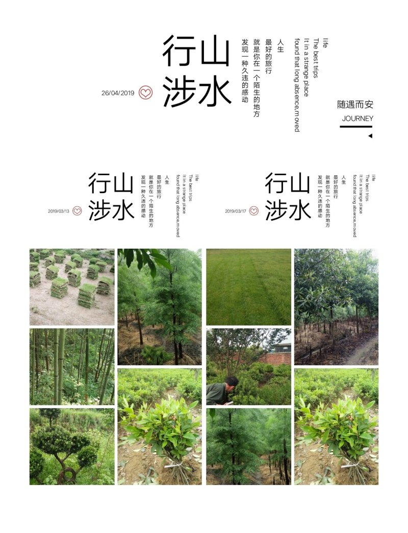 我，郴州市苏仙区清江花卉苗木草皮种植专业合作社大量出售各