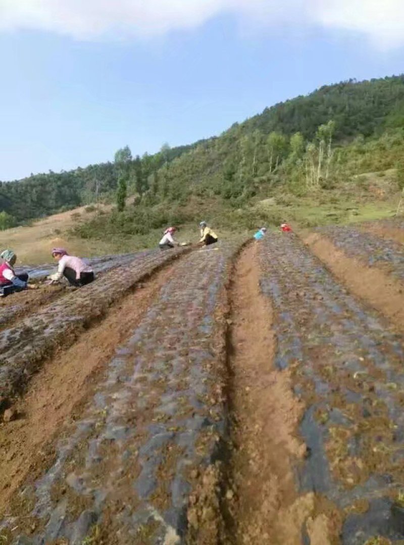 山地出租