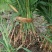 芦苇水生植物基地直销物美价廉