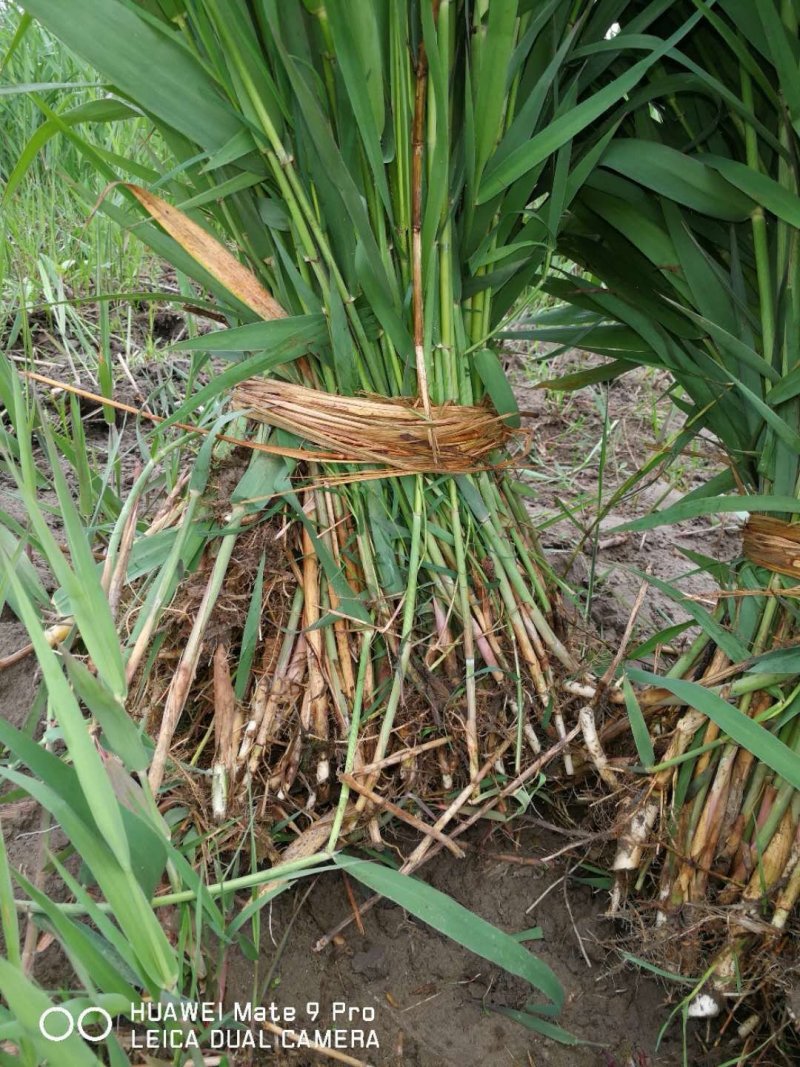 芦苇水生植物基地直销物美价廉