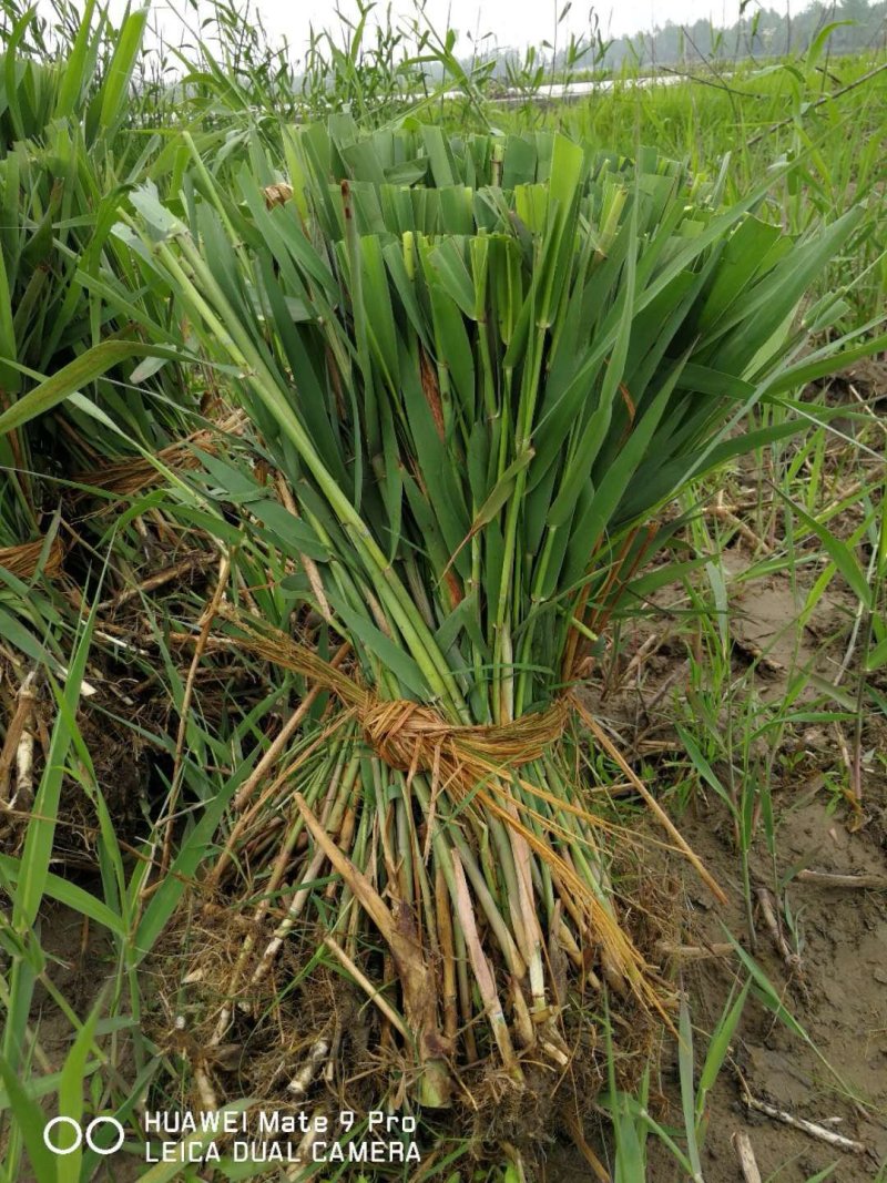 芦苇水生植物基地直销物美价廉