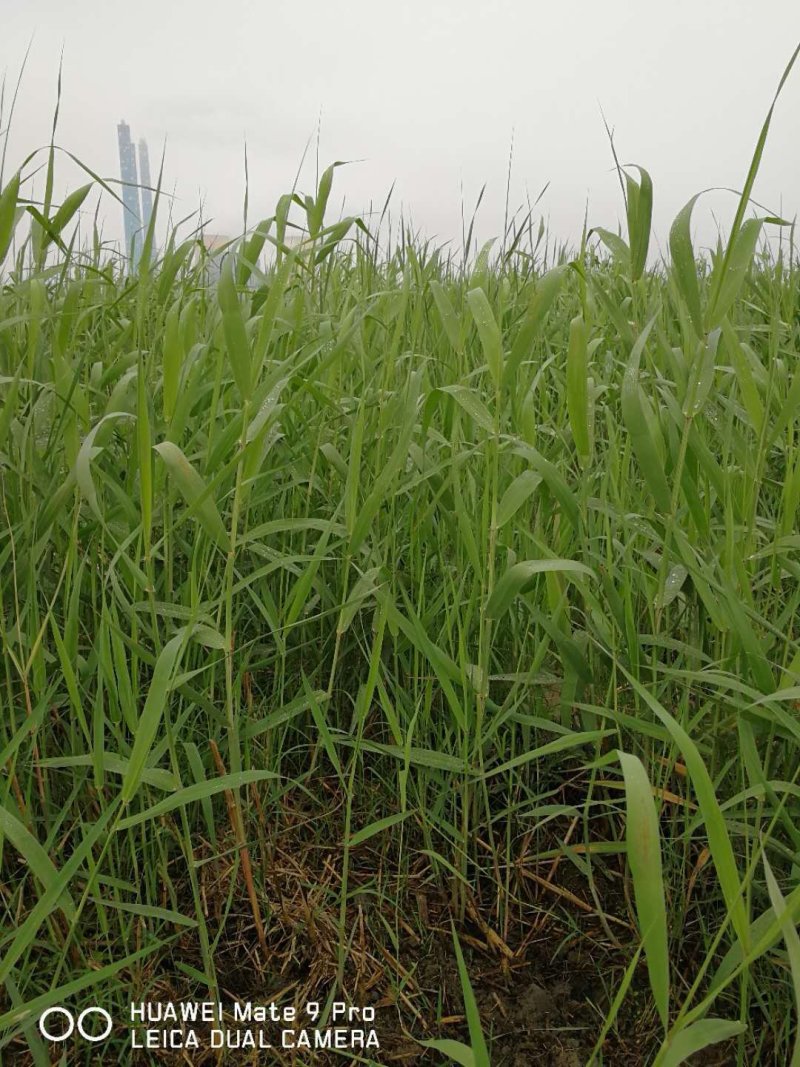 芦苇水生植物基地直销物美价廉