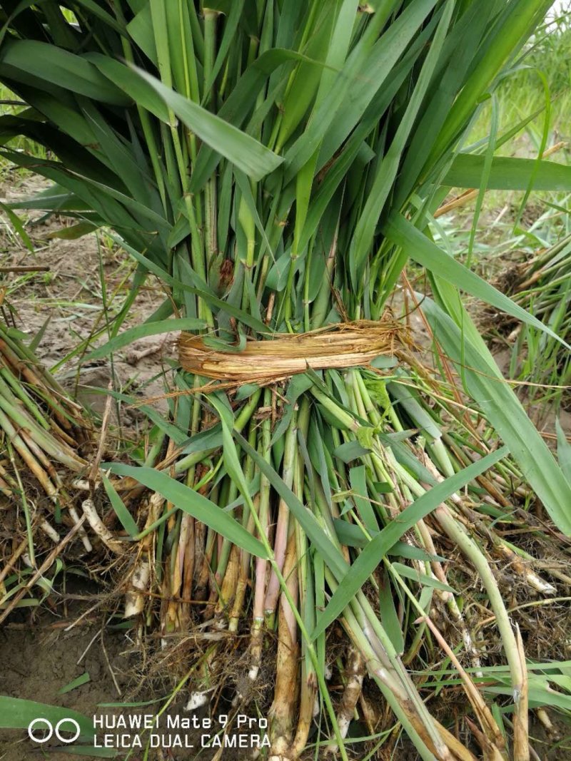 芦苇水生植物基地直销物美价廉