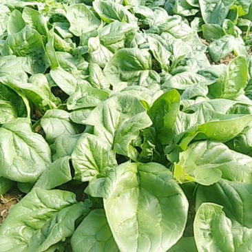 大叶菠菜生产基地