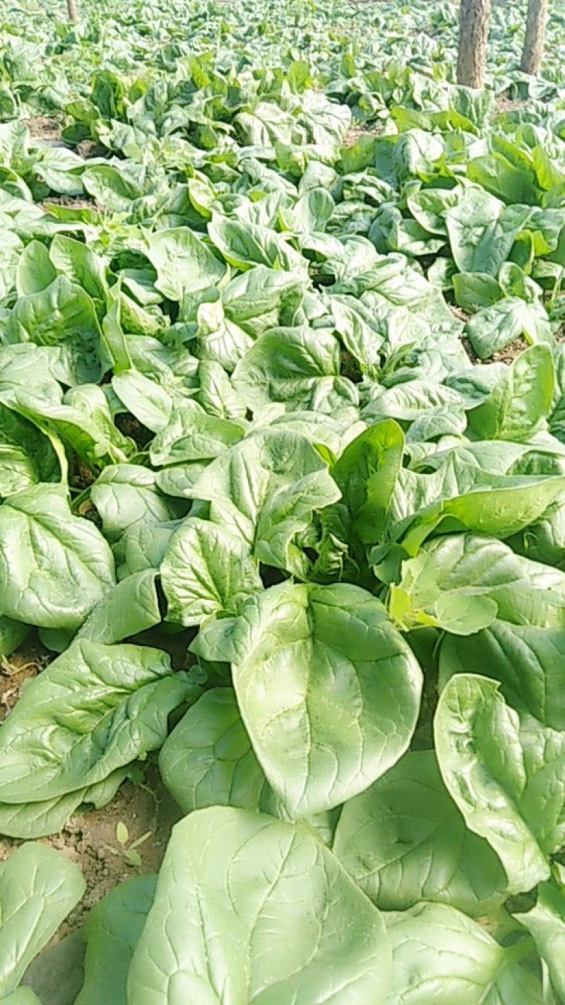 大叶菠菜生产基地