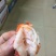 原汁原味软壳虾干