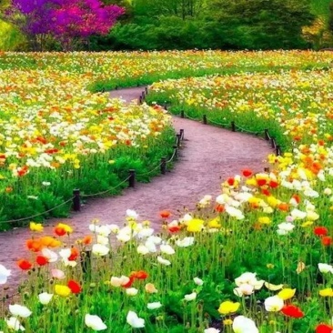 格桑花