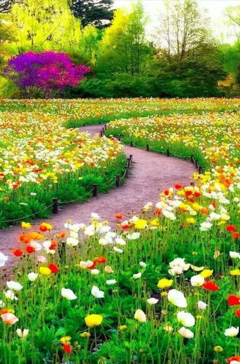 格桑花