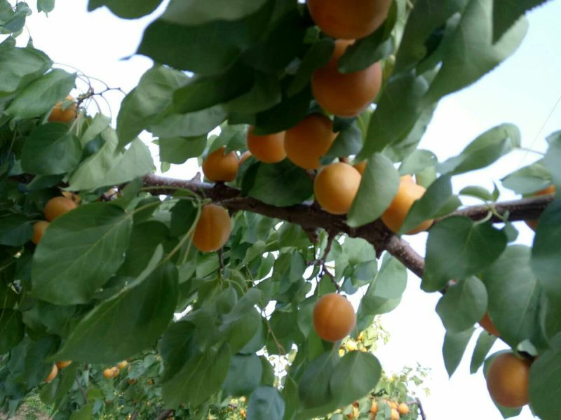 丰园红杏，金太阳杏基地供应