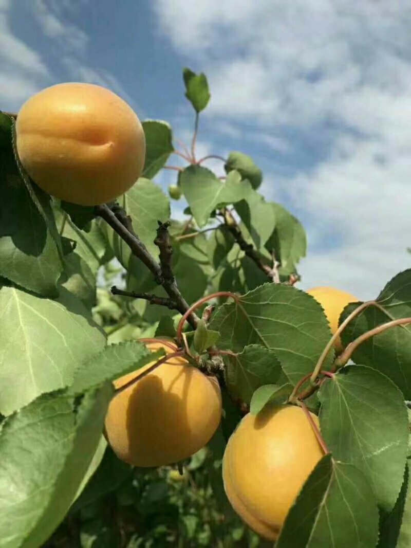 丰园红杏，金太阳杏基地供应