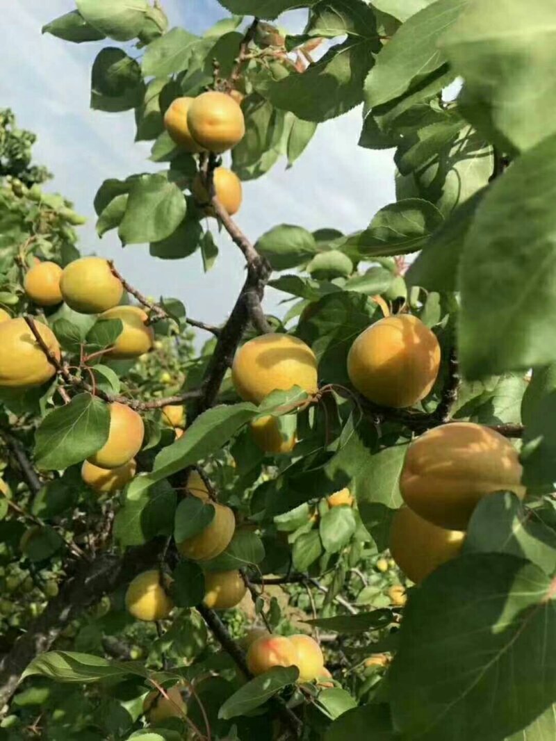 丰园红杏，金太阳杏基地供应