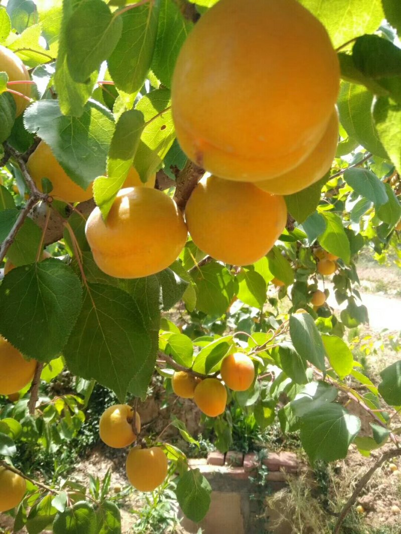 丰园红杏，金太阳杏基地供应