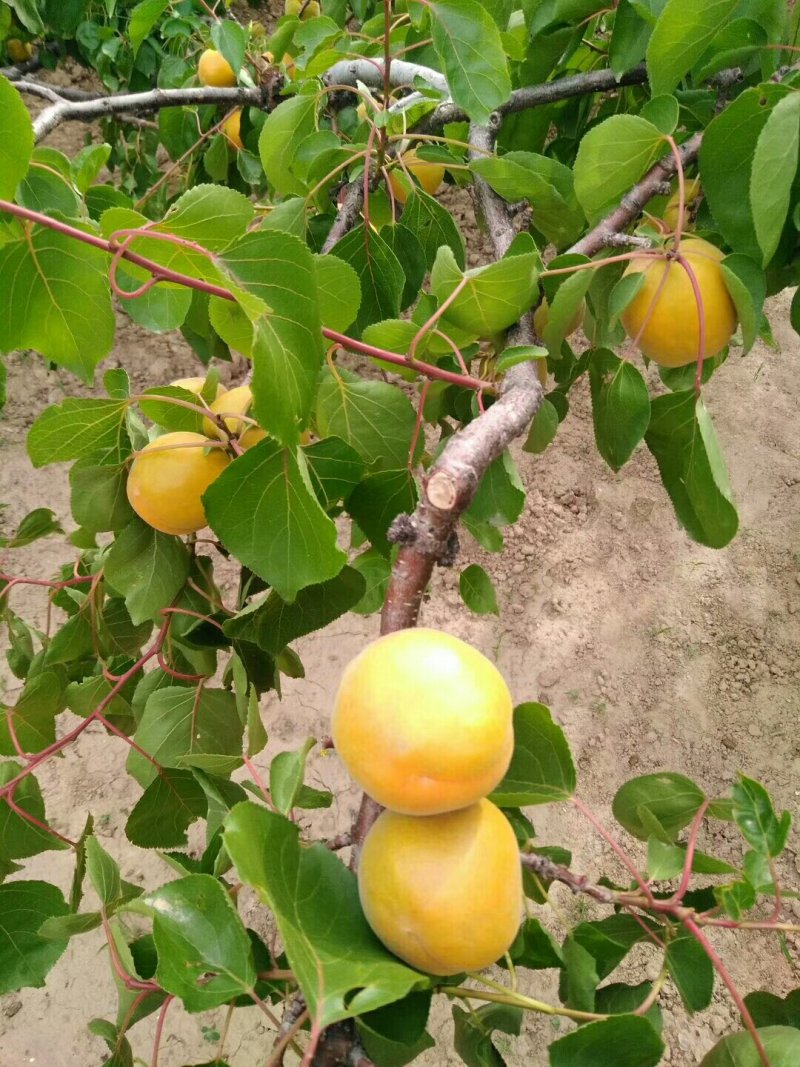 丰园红杏，金太阳杏基地供应