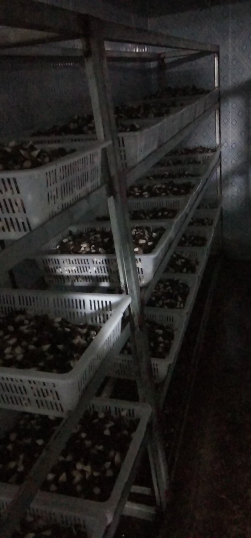 一级黑鸡枞