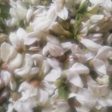 槐花，将开的槐花