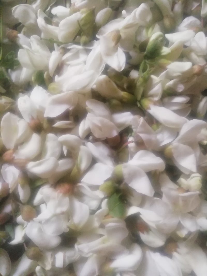 槐花，将开的槐花