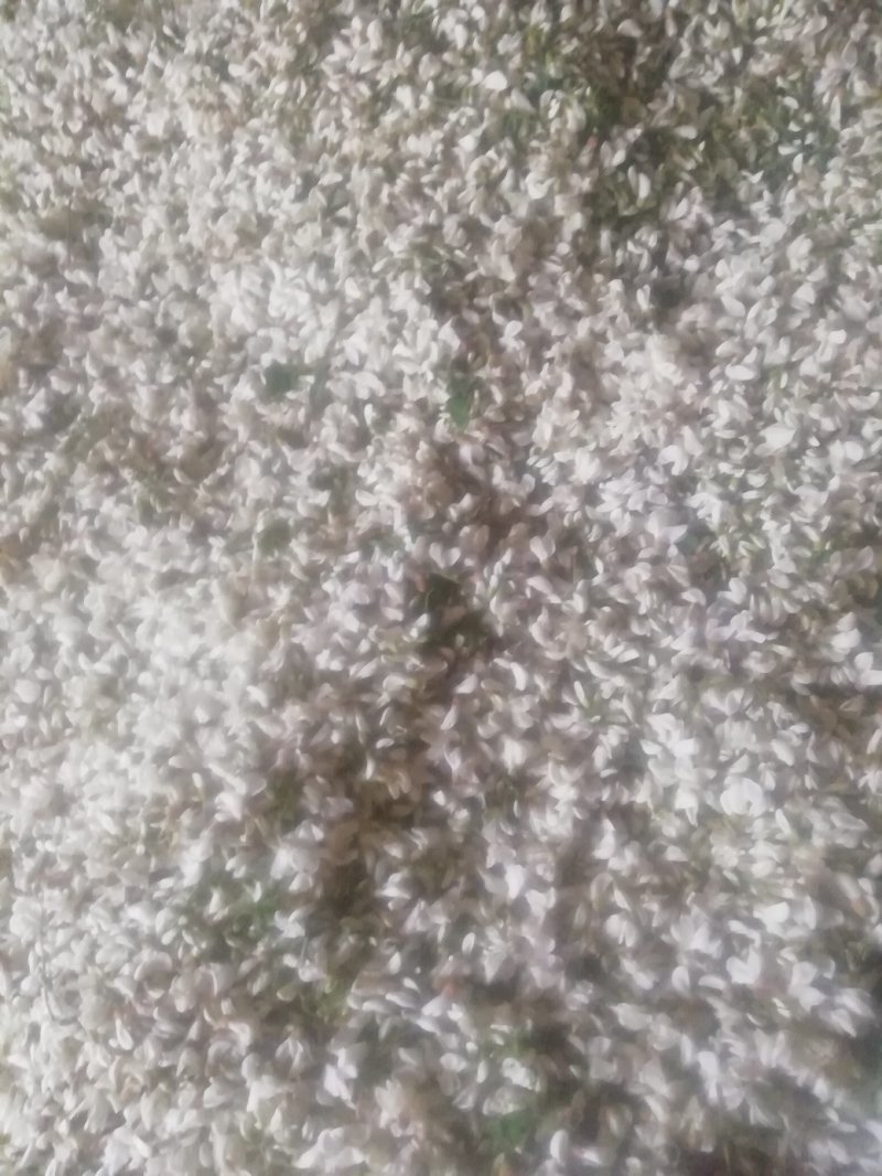 槐花，将开的槐花