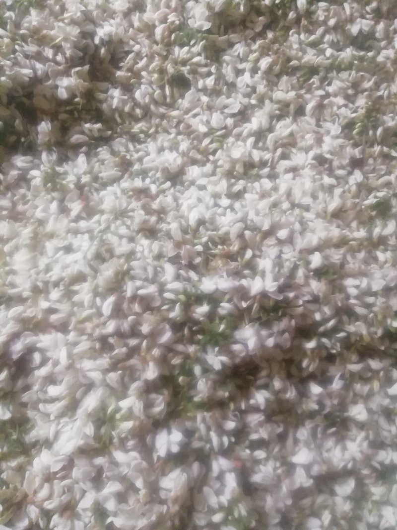 槐花，将开的槐花