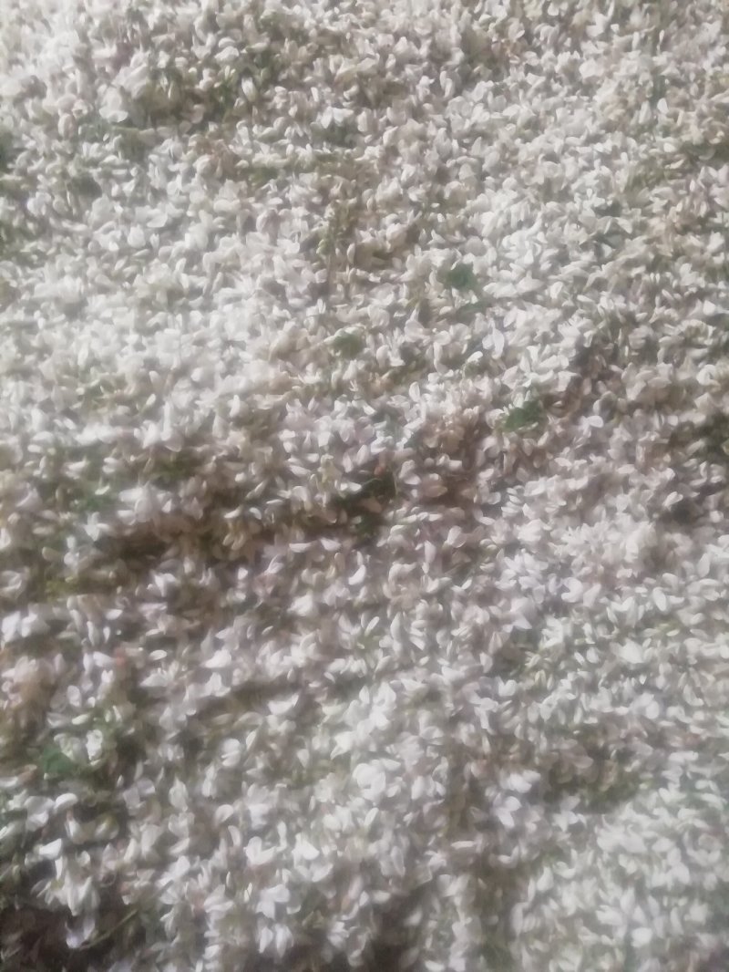 槐花，将开的槐花