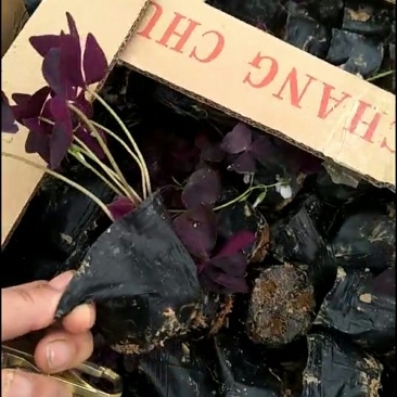 酢浆草