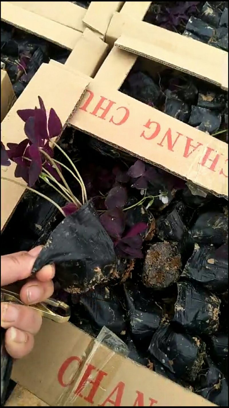 酢浆草