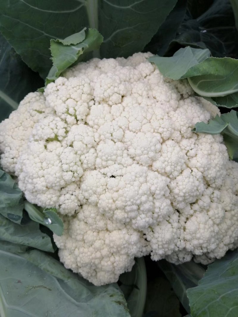 蔬菜大量上市