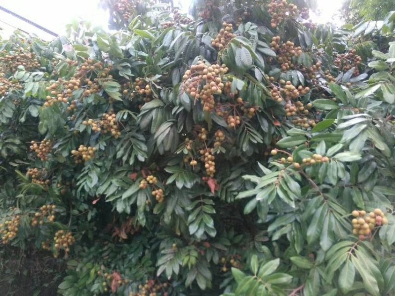 桂圆