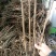 牡丹苗成活率高耐寒四季花色齐全放心苗