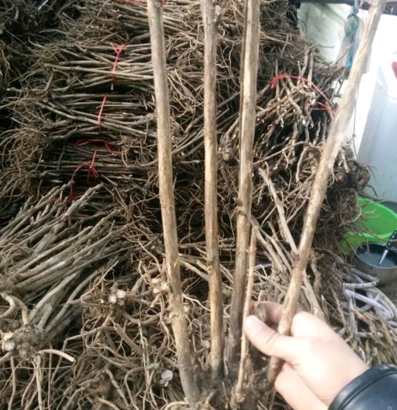 牡丹苗成活率高耐寒四季花色齐全放心苗