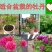 牡丹苗成活率高耐寒四季花色齐全放心苗