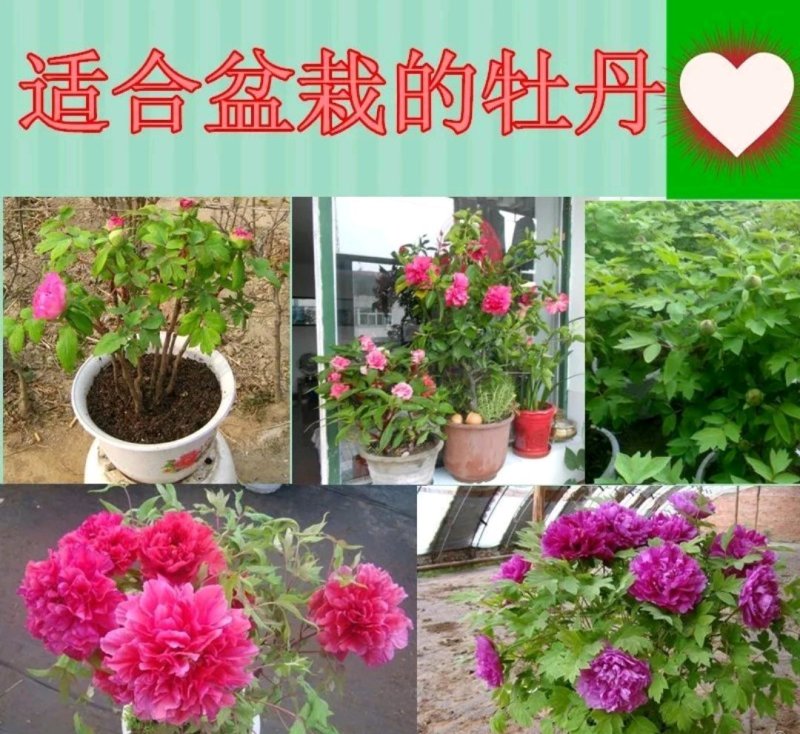 牡丹苗成活率高耐寒四季花色齐全放心苗