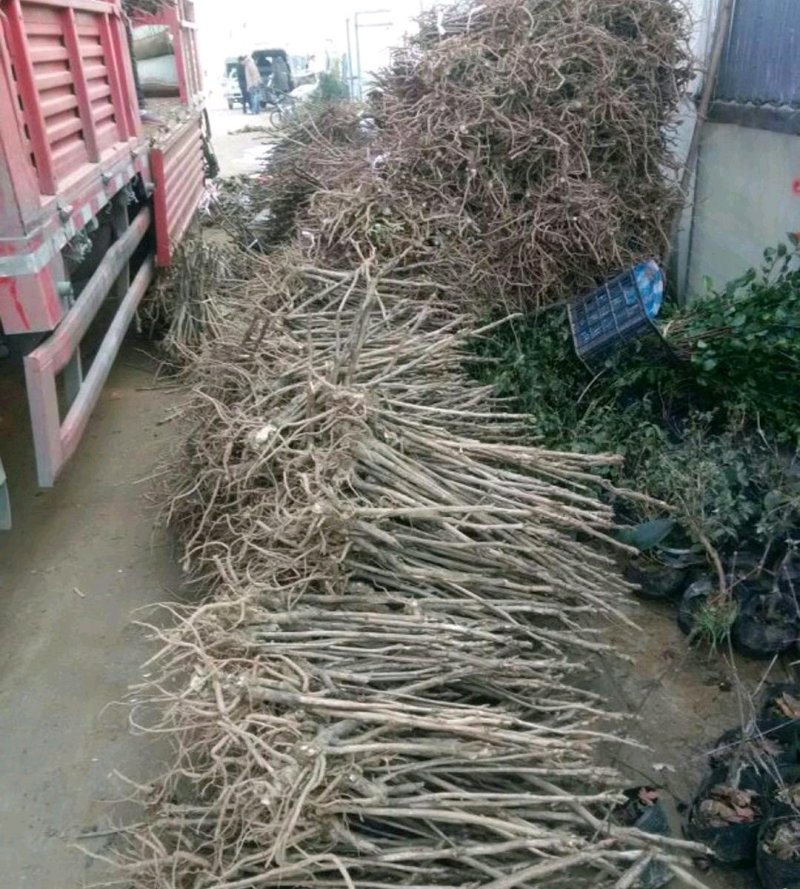 牡丹苗成活率高耐寒四季花色齐全放心苗